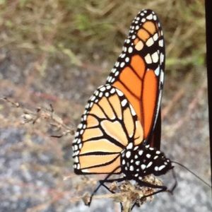 Meet your Posher, Christy